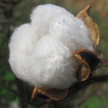 Los Angeles cotton, one of the 3 ingredients in a high-quality Organic Mattress