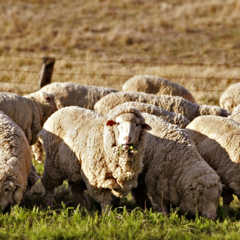Los Angeles wool, one of the 3 ingredients in a high-quality Organic Mattress